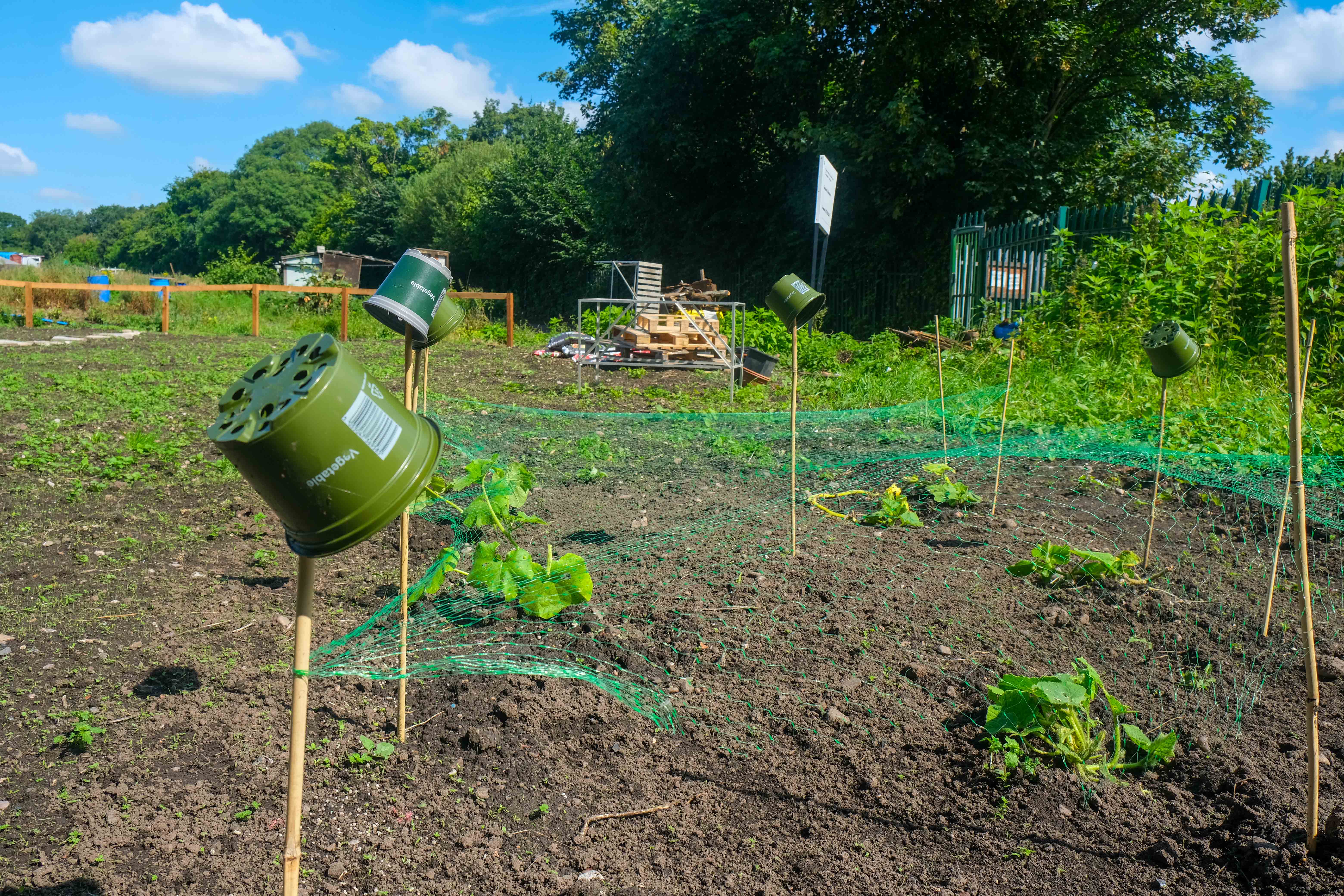 Plant pots sit on top of planter in the ground at Hamilton School's allotment.