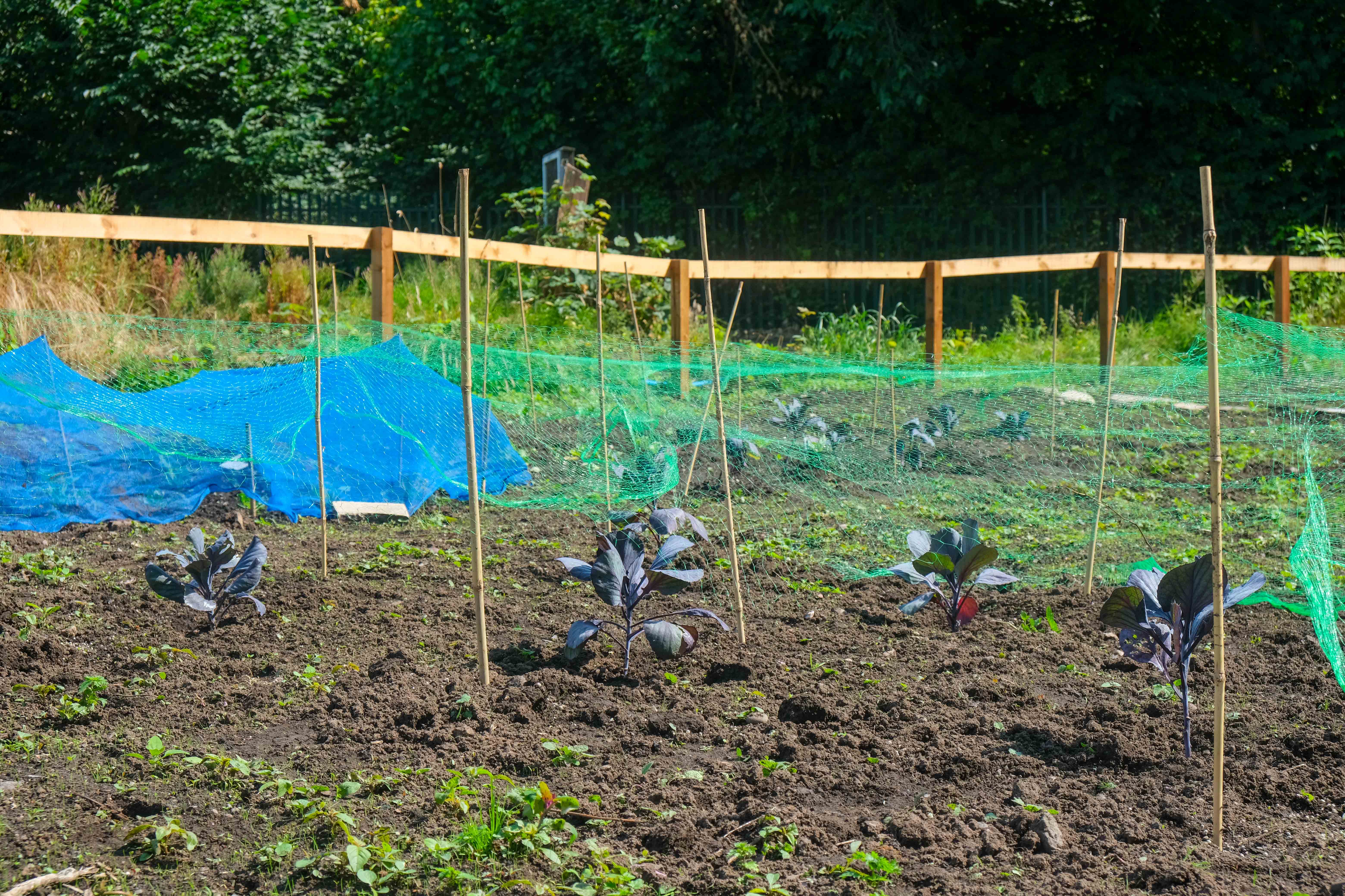 A wide view of the allotment as planters are stuck into the soil.