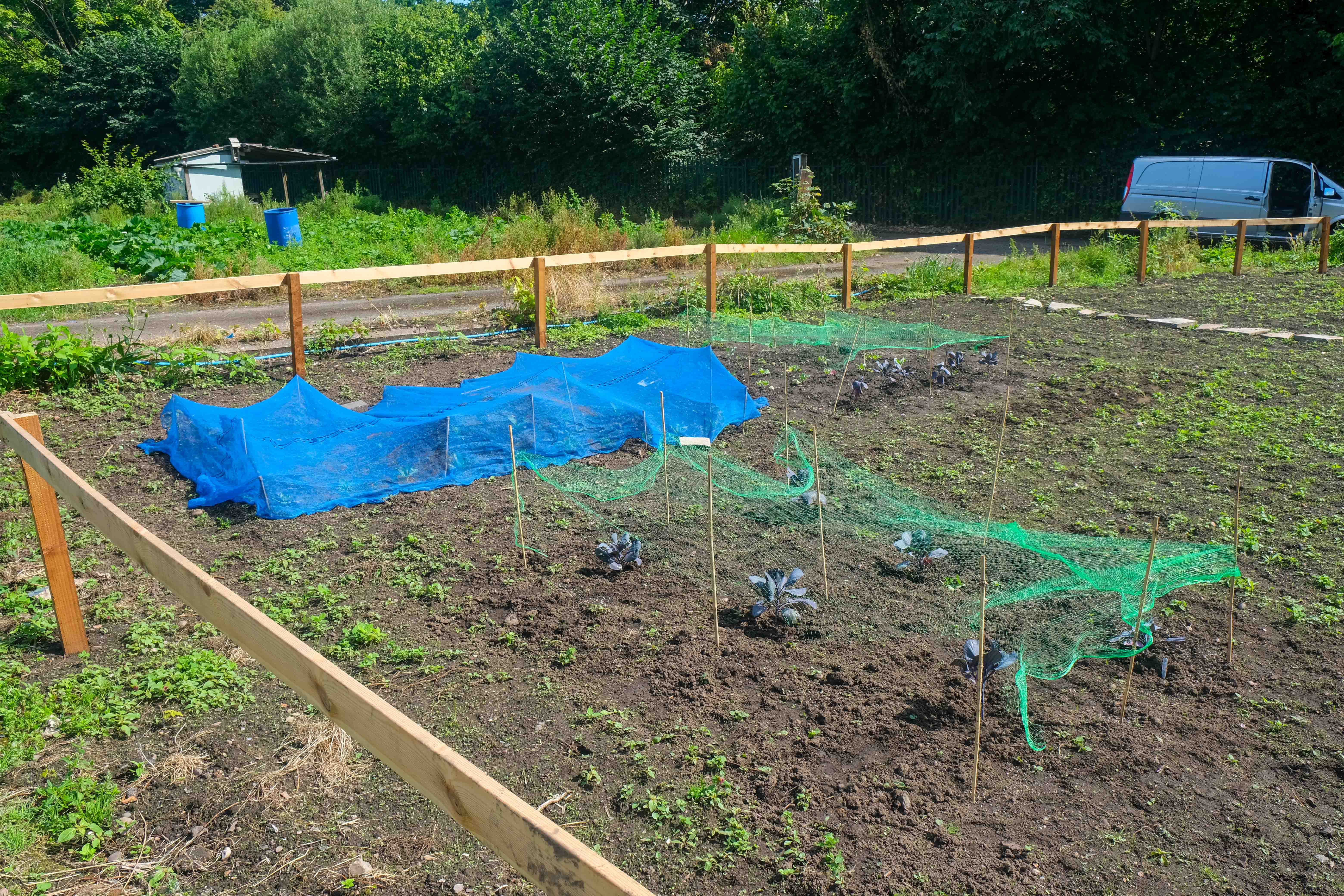 Plants begin to bloom at Hamilton School's allotment.