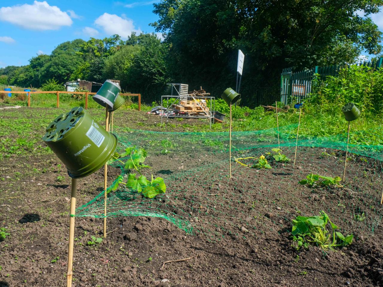 Plant pots sit on top of planter in the ground at Hamilton School's allotment.