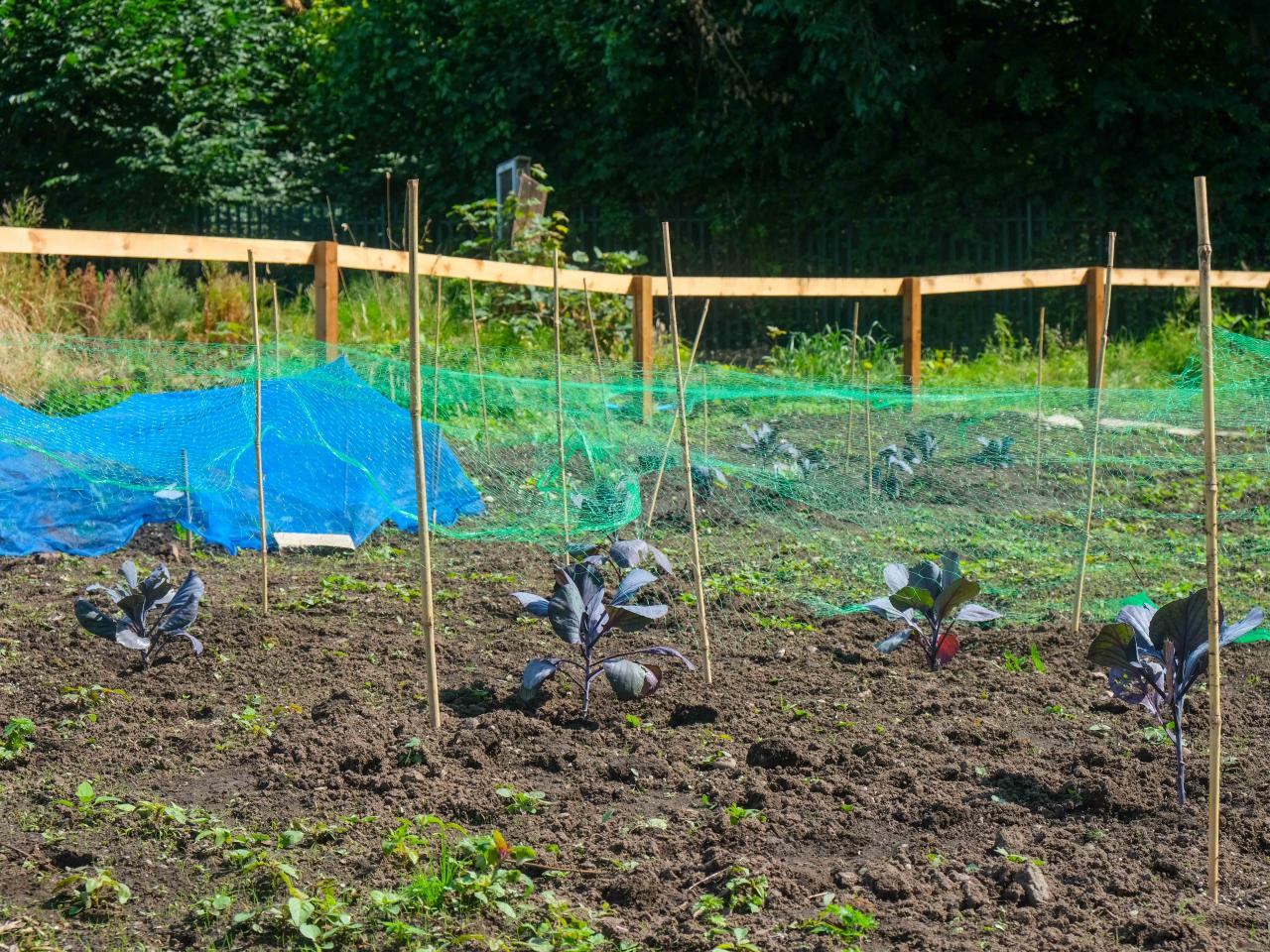 A wide view of the allotment as planters are stuck into the soil.