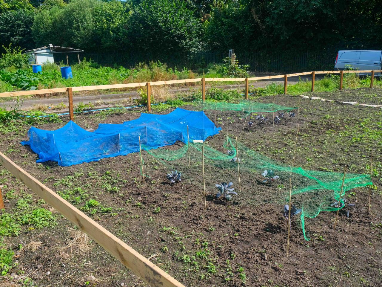 Plants begin to bloom at Hamilton School's allotment.