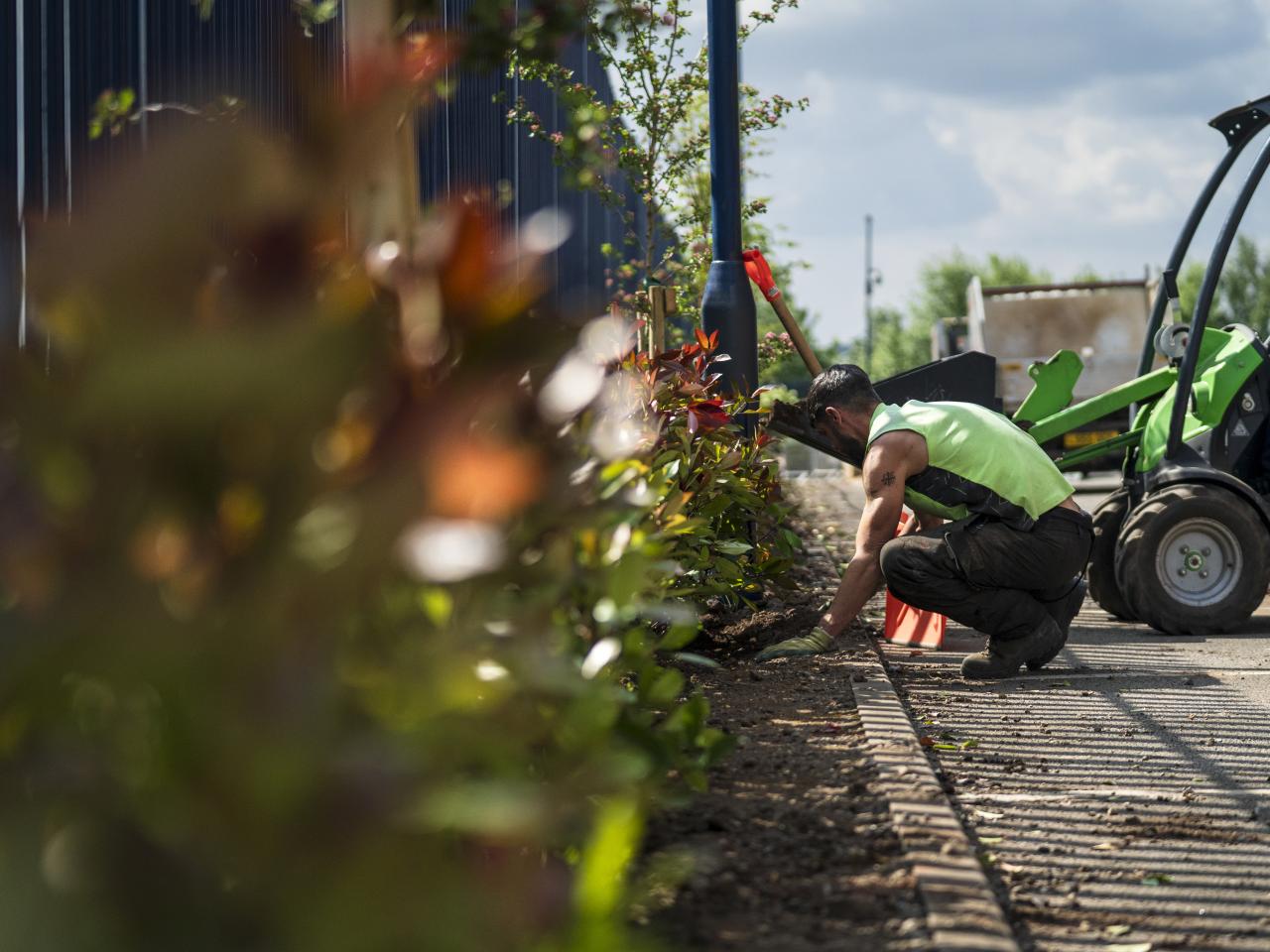 A photo of Hawthorn trees being planted out Albion's Hawthorns stadium