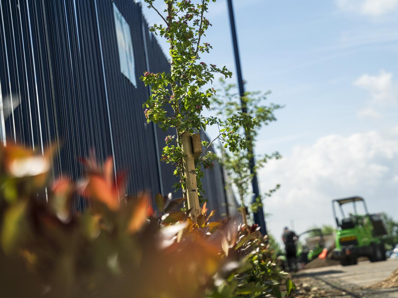 A photo of Hawthorn trees being planted out Albion's Hawthorns stadium