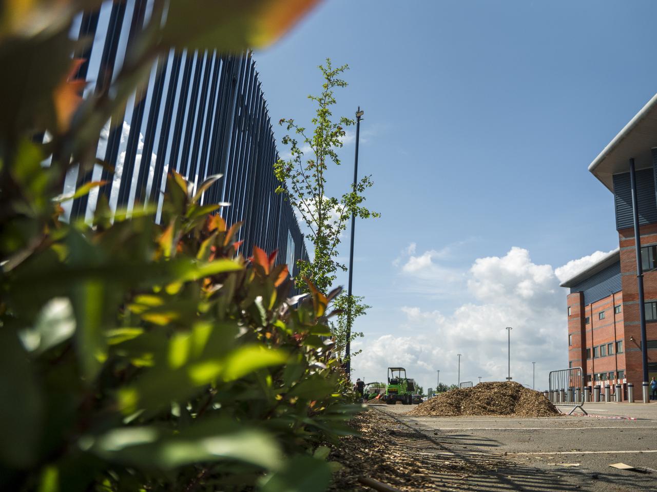 A photo of Hawthorn trees being planted out Albion's Hawthorns stadium