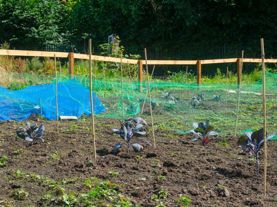 A wide view of the allotment as planters are stuck into the soil.