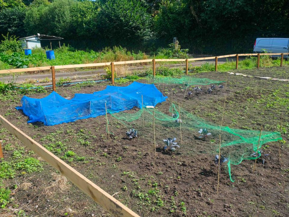 Plants begin to bloom at Hamilton School's allotment.