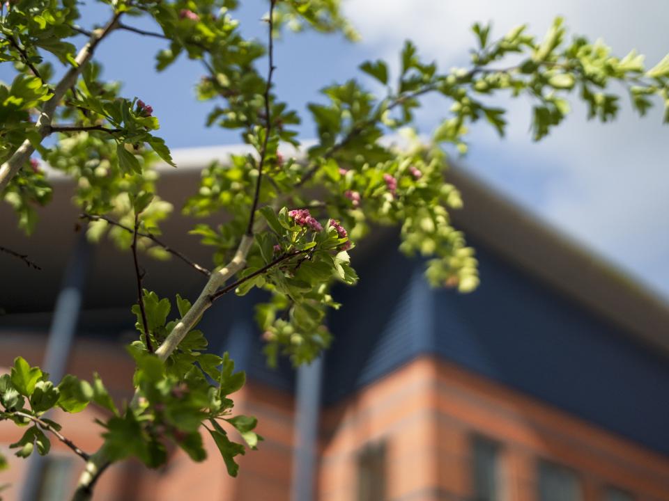 Hawthorns bush outside The Hawthorns East Stand
