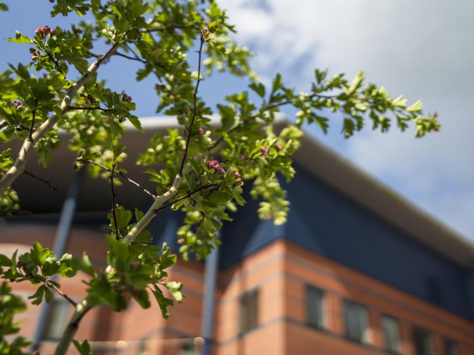 A photo of Hawthorn trees being planted out Albion's Hawthorns stadium