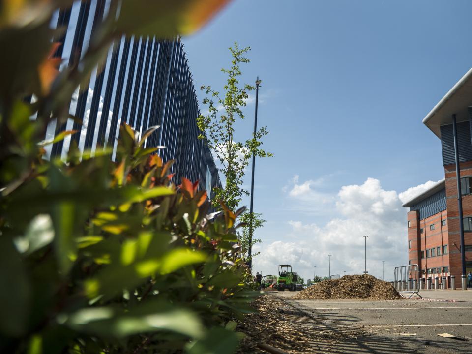 A photo of Hawthorn trees being planted out Albion's Hawthorns stadium